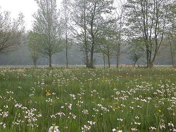 35ha natuur erkend in Laambeekvallei - Houthalen-Helchteren