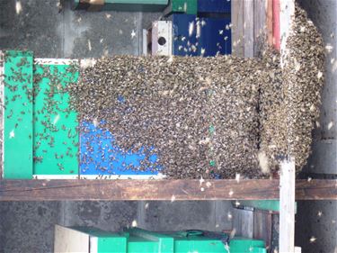 Bijenonderzoek - Lommel