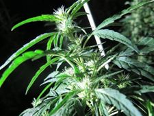 Cannabis in auto verraadt plantage - Meeuwen-Gruitrode