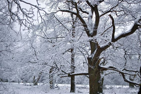De mooiste boom in de sneeuw - Overpelt