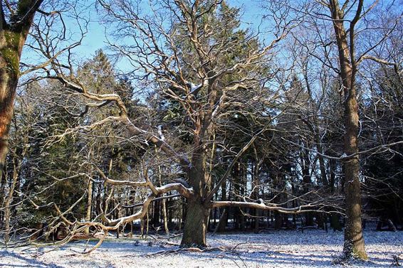 De mooiste boom in de winter - Overpelt