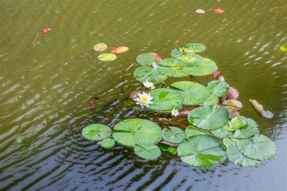De waterlelies bloeien - Lommel