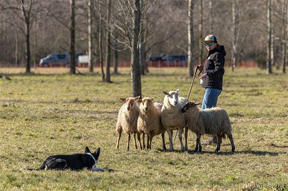 Europees kampioenschap schapendrijven - Pelt