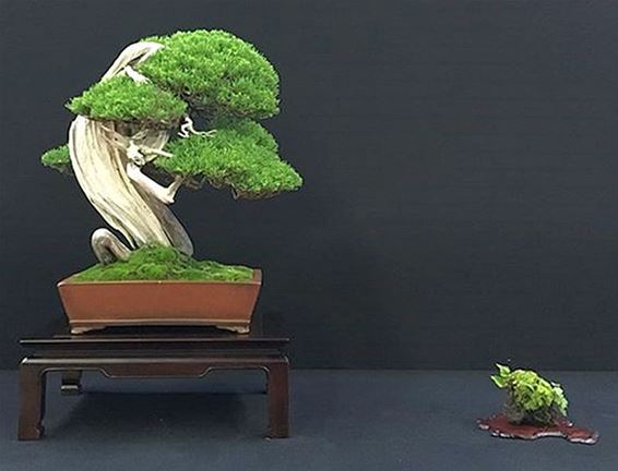 Hamontenaren geselecteerd voor bonsai-expo - Hamont-Achel