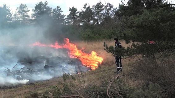 Heidebrand op schietterrein - Houthalen-Helchteren & Oudsbergen