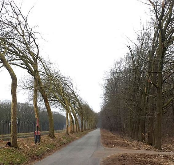'Hier groeien de bomen naar links en naar rechts' - Neerpelt