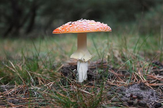 Op een rode paddenstoel, vol met witte stippen - Lommel