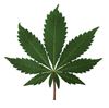 Vier cannabisplantages aangetroffen