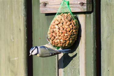 Vogels voederen in je tuin - Beringen