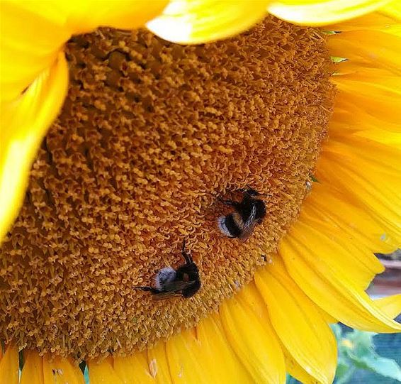 Zomer: zonnebloemen en hommels - Pelt