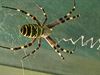 Hechtel-Eksel - Slimme spin, die wespspin