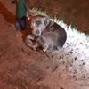 Hamont-Achel - Hond vastgebonden aan lantaarnpaal