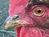 Houthalen-Helchteren - Bescherm je kippen tegen virus