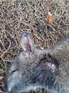 Beringen - Twee kangoeroes gedood in Paal