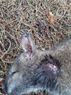 Beringen - Vos doodde kangoeroes in Paal