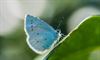 Beringen - De jaarlijkse vlindertelling start vandaag