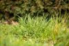 Hechtel-Eksel - Laat het gras groeien tot 1 mei