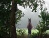 Beringen - Het Vlaamse paard - een blijver