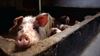 Beringen - Een gelukkig varken zegt 'knor'