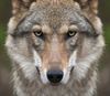 Hechtel-Eksel - Steunmaatregelen tegen wolvenschade uitgebreid