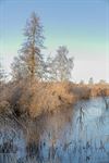 Pelt - De eerste winterprik in het Hageven