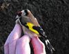 Lommel - 'Distelvink moet nationale vogel worden'