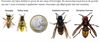 Genk - Steun voor strijd tegen Aziatische hoornaar