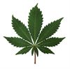 Genk - Cannabisplantage ontdekt in Boslaan