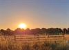 Pelt - 11 juli: zonsopgang in de Dommelvallei