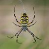 Lommel - Een mooie spin