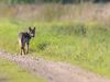 Lommel - Minstens drie gezonde wolvenwelpen