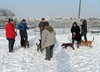 Hechtel-Eksel - Honden en sneeuw