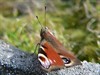 Hechtel-Eksel - Dagpauwoog domineert vlindertelweekend