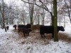 Neerpelt - Ook galloway-runderen hebben honger