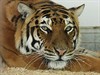 Hamont-Achel - Weer tijgers en leeuwen in het NHC