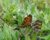 Hechtel-Eksel - Het pareltje van de vlindervallei