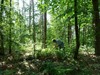 Meeuwen-Gruitrode - Daar zijn de bosbessen weer