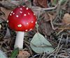 Hamont-Achel - Daar komen de paddenstoelen
