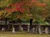 Hamont-Achel - Herfst op het kerkhof