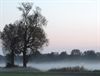 Hamont-Achel - Mist in de ochtend