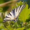 Oudsbergen - Een zeilende vlinder