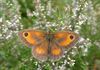 Hechtel-Eksel - Komend weekend: vlinders tellen