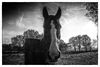Lommel - Een bijzonder paard