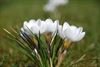 Hamont-Achel - Witte krokussen planten bij de Doodendraad