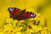 Hamont-Achel - Het Grote Vlindertelweekend nadert