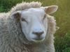 Beringen - 420 schapen geslacht voor Offerfeest