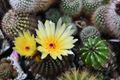 Verliefd op cactussen