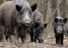 Lommel - 1.697 everzwijnen geschoten in Limburg