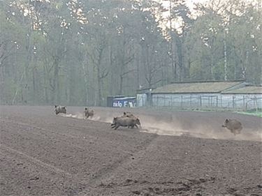 119 everzwijnen afgeschoten in Leopoldsburg - Leopoldsburg