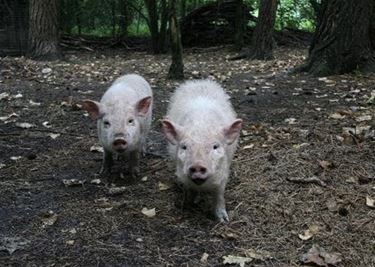 125.000 € steun aan dierenasielen in Limburg - Oudsbergen